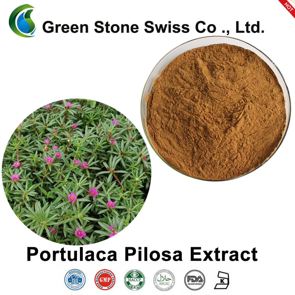 Portulaca Pilosa Extract portulaca pilosa提取物