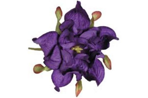 Gardenia purple