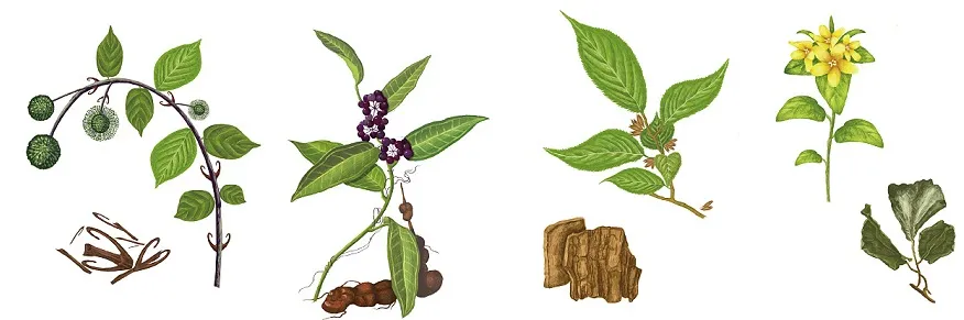 plant
